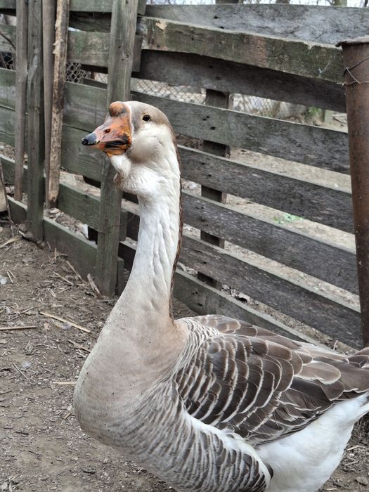 Pasari de curte ( rate, cocosi de munte , cocosi brahma )