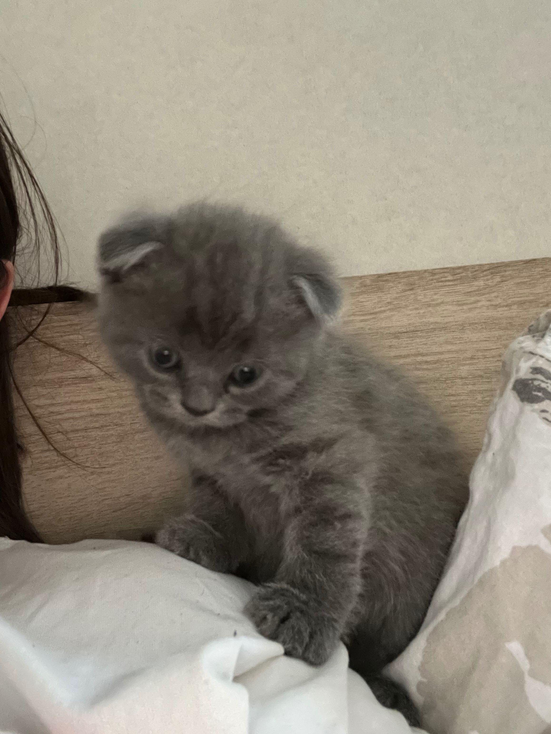 Шотландски клепоухи котета