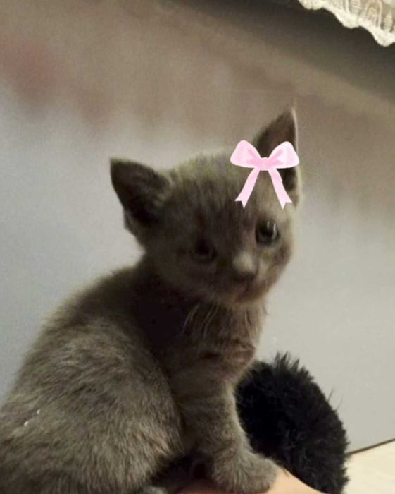 Нежная  и ласковая британская страйт