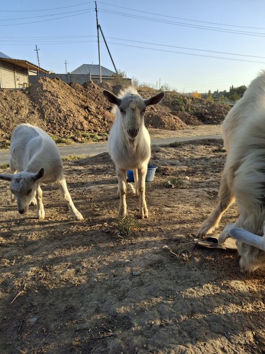 Продам козла.Заанен чистый