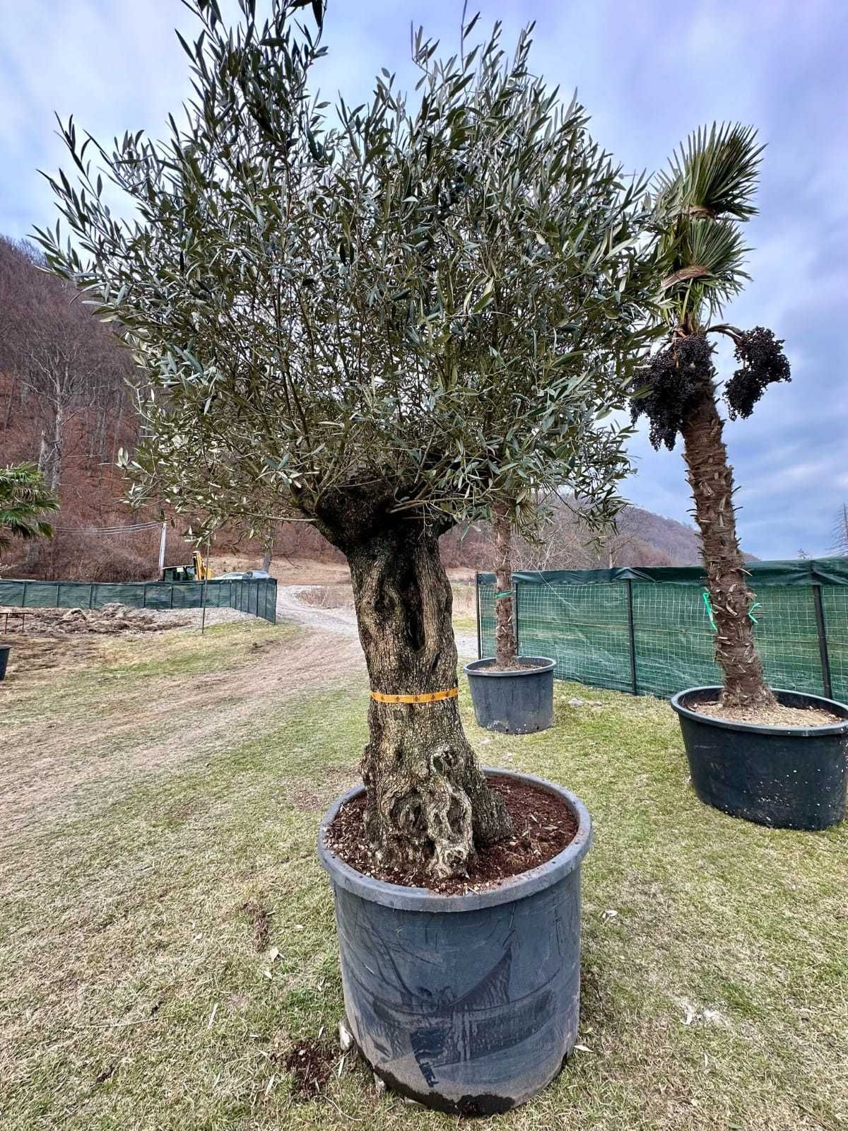 Plante ornamentale viguroase, fără riscuri – Comandă acum!