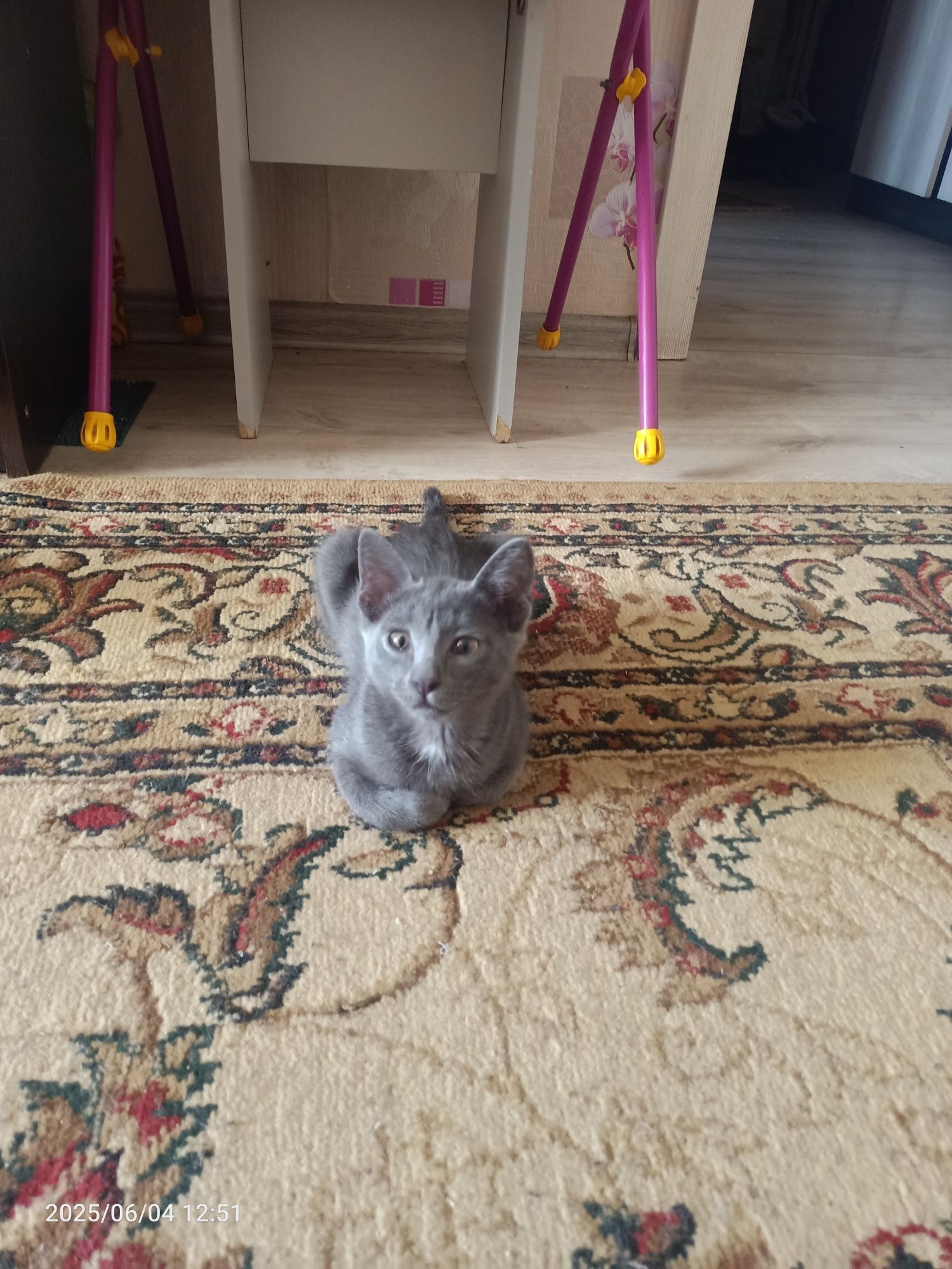 Котята, веселые друзья