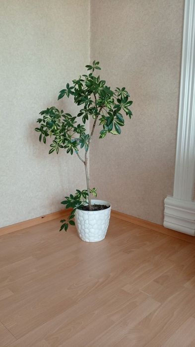 Цветы экзотические высокие комнатные