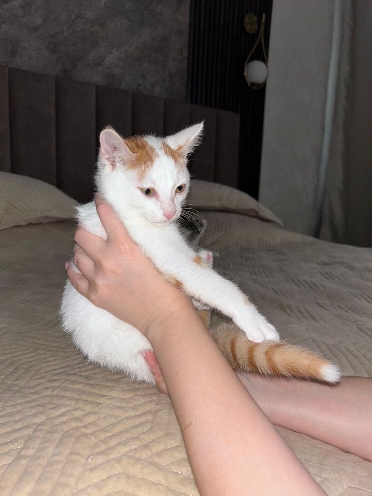 Красивый маленький котик ,красивого окраса, ищет дом и любящую семью