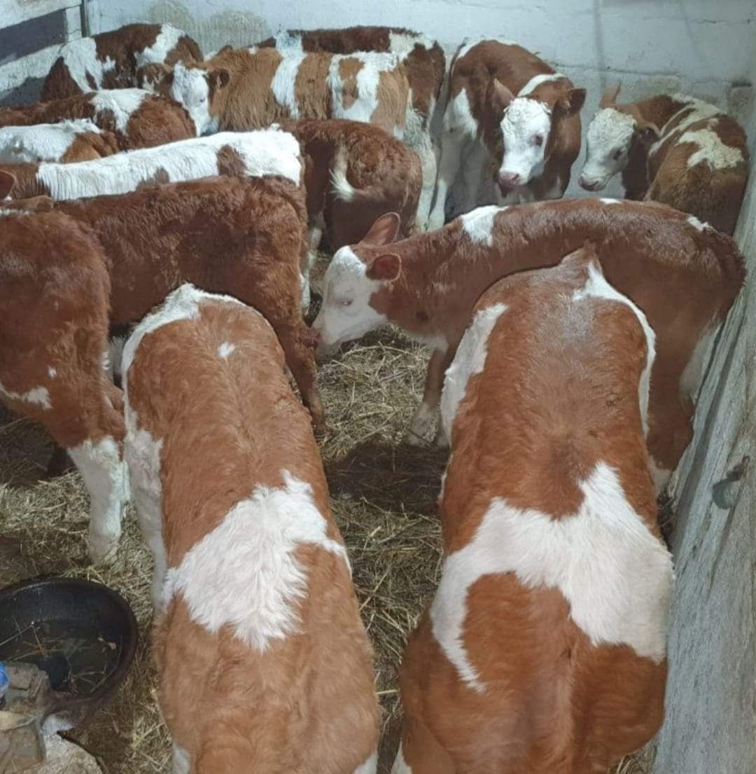 Vând viței de rasa ofer trasport!