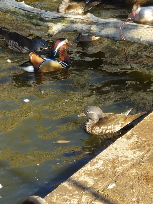 Vand sau schimb rațe mandarine mature