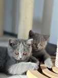 British Shorthair ( Poze Reale )