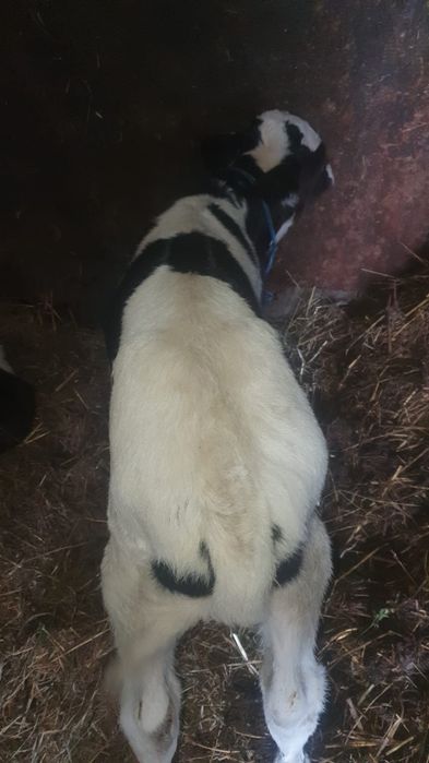 Vand urgent  tauras baltat pe negru