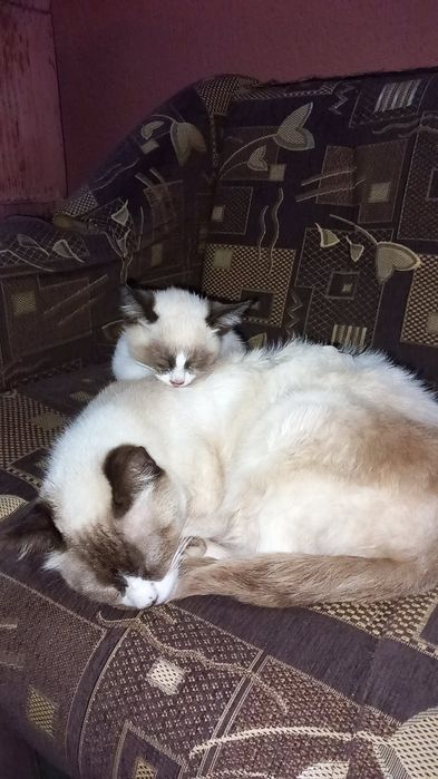 Pui de pisica snowshoe