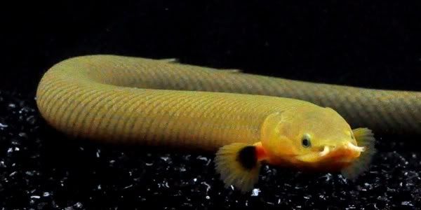 Продам  - каламоихт ( 25см )