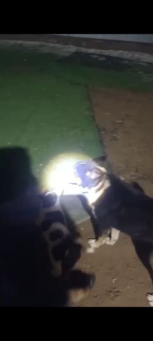 Лайка РЕЛ, сука, рабочая