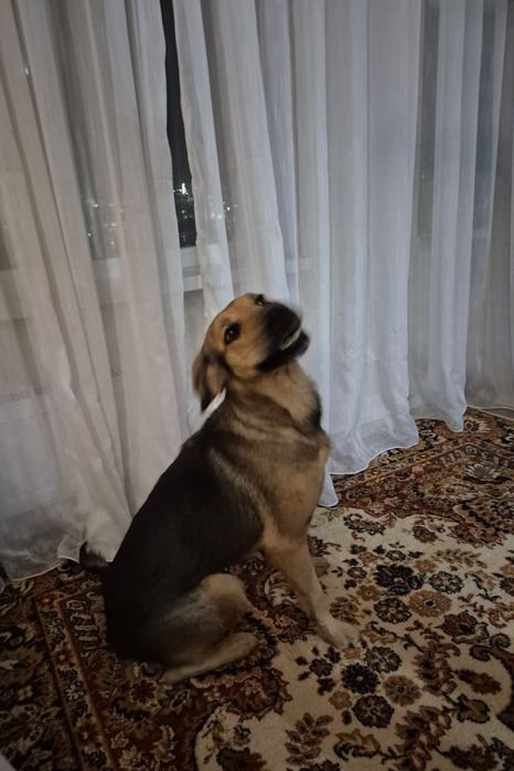 Собака в частный дом