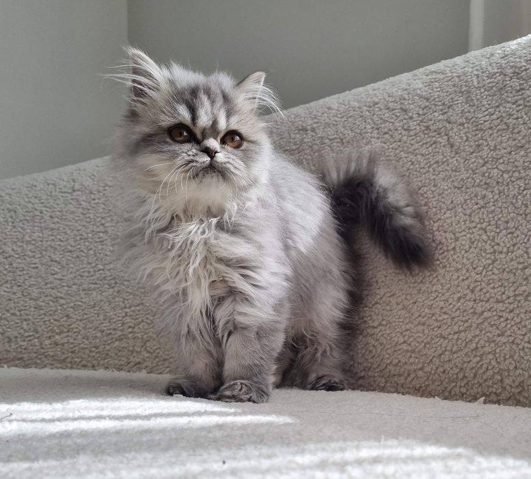 Малки персийски котенца