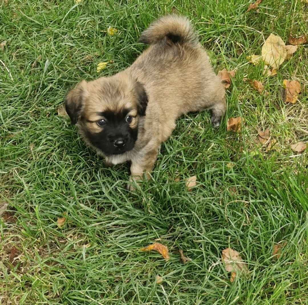 Cățelușii bichon