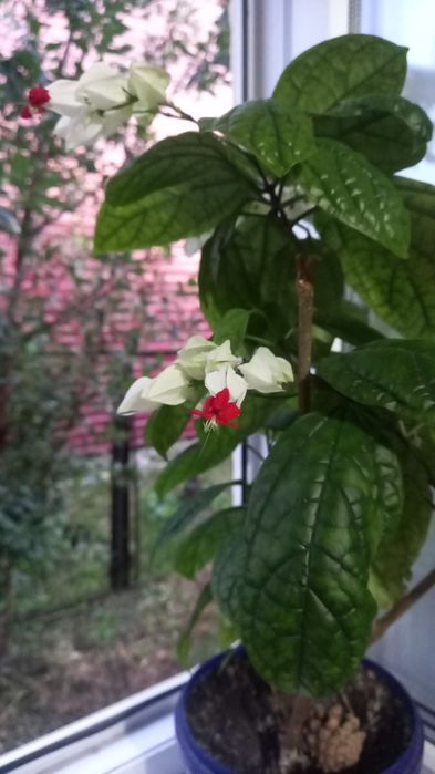 Продам дачу (зимний вариант)