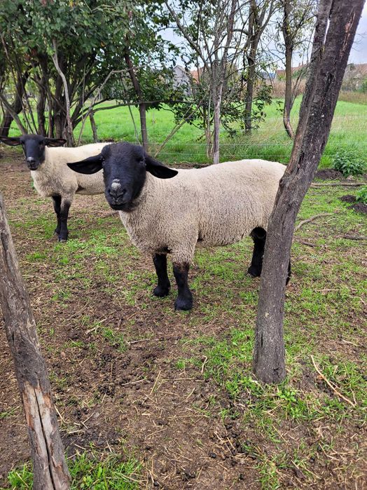 Berbec suffolk! Cu certificat!