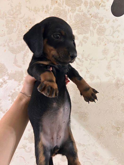 Продам Щенков таксы