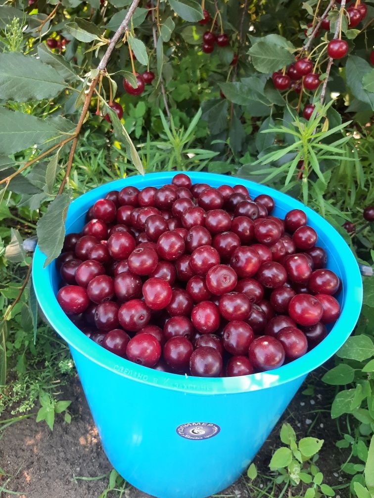 Вишня спелая,дачная