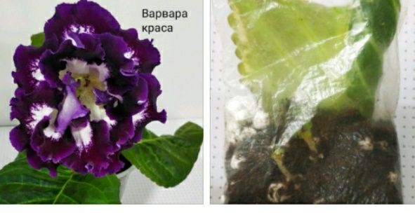 Укоренные листочки глоксиний с ростками.