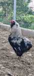 Vând cocoș Araucana