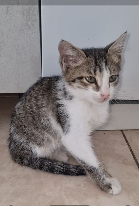 Малыши ищут мампап. Доставлю!