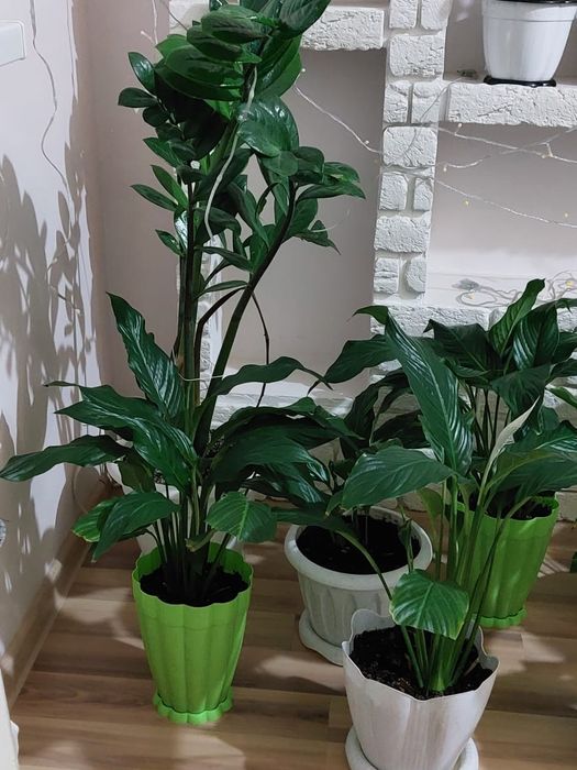 Продам цветы женское счастье.