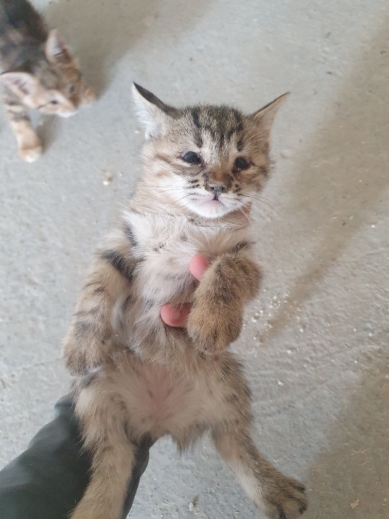 Котята, Mushukchalar