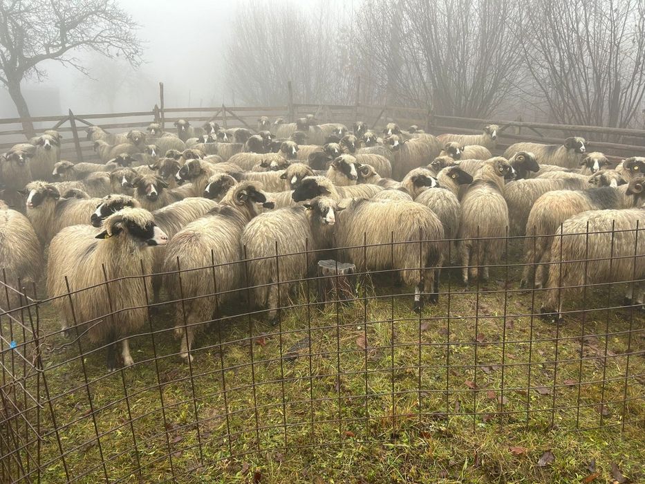 Vând 72 de oi miori și stramiori