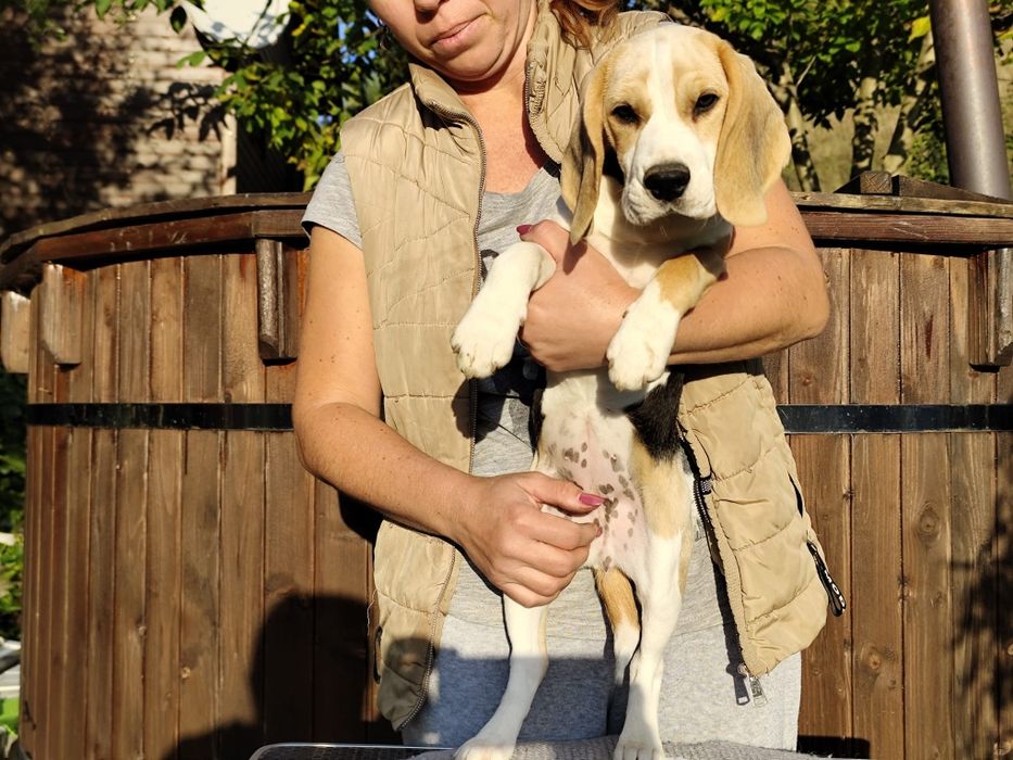 Fetita beagle cu pedigree