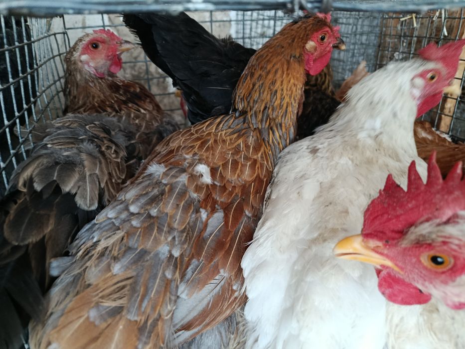 Домашний товукла сотлади