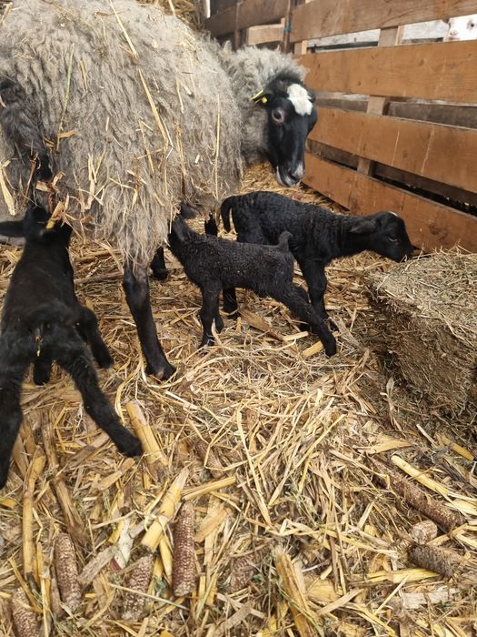 Oi Romanov de vânzare