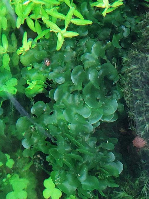 Acvarii, Creveti, Plante 50% REDUCERE