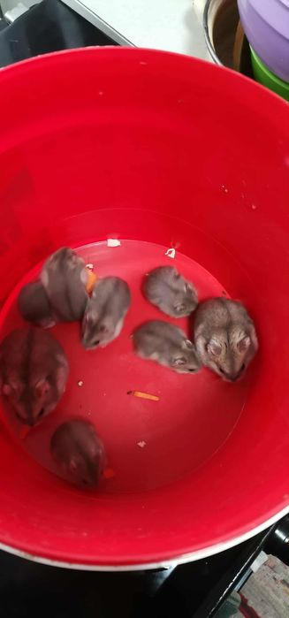 Hamsteri pitic siberian