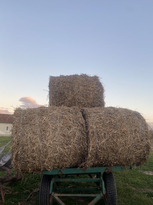 Vând baloți paie ovăz
