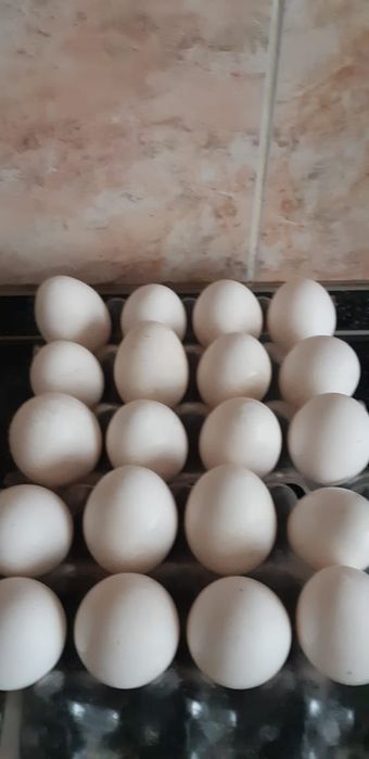 Яйца домашнее,крупные 700 тг 10- ок