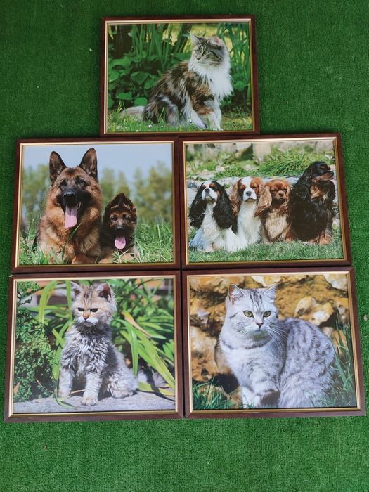 Tablouri animale pisica ,catei