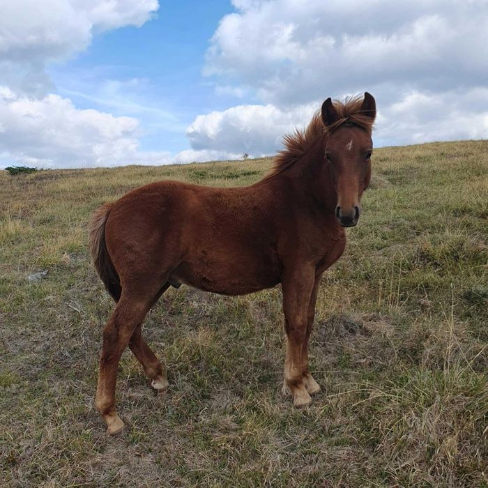 Продавам телета и коне