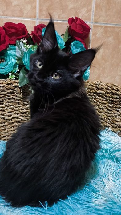 ШИКАРНЫЕ- ЧЁРНЫЕ ( детки ) Мейн кунов