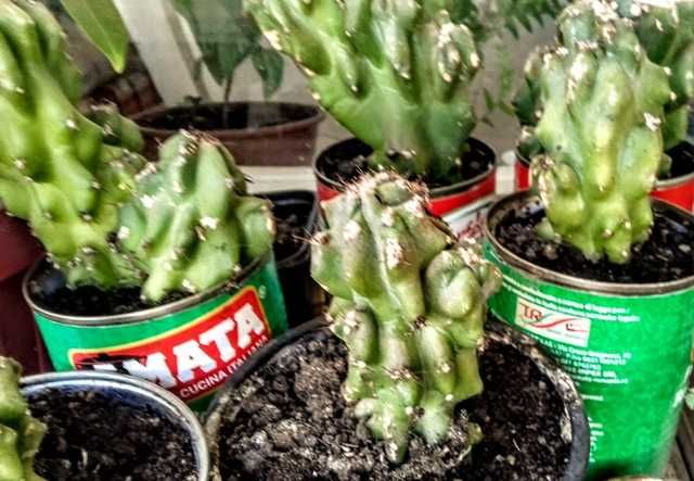 Vand cactus forma deosebita