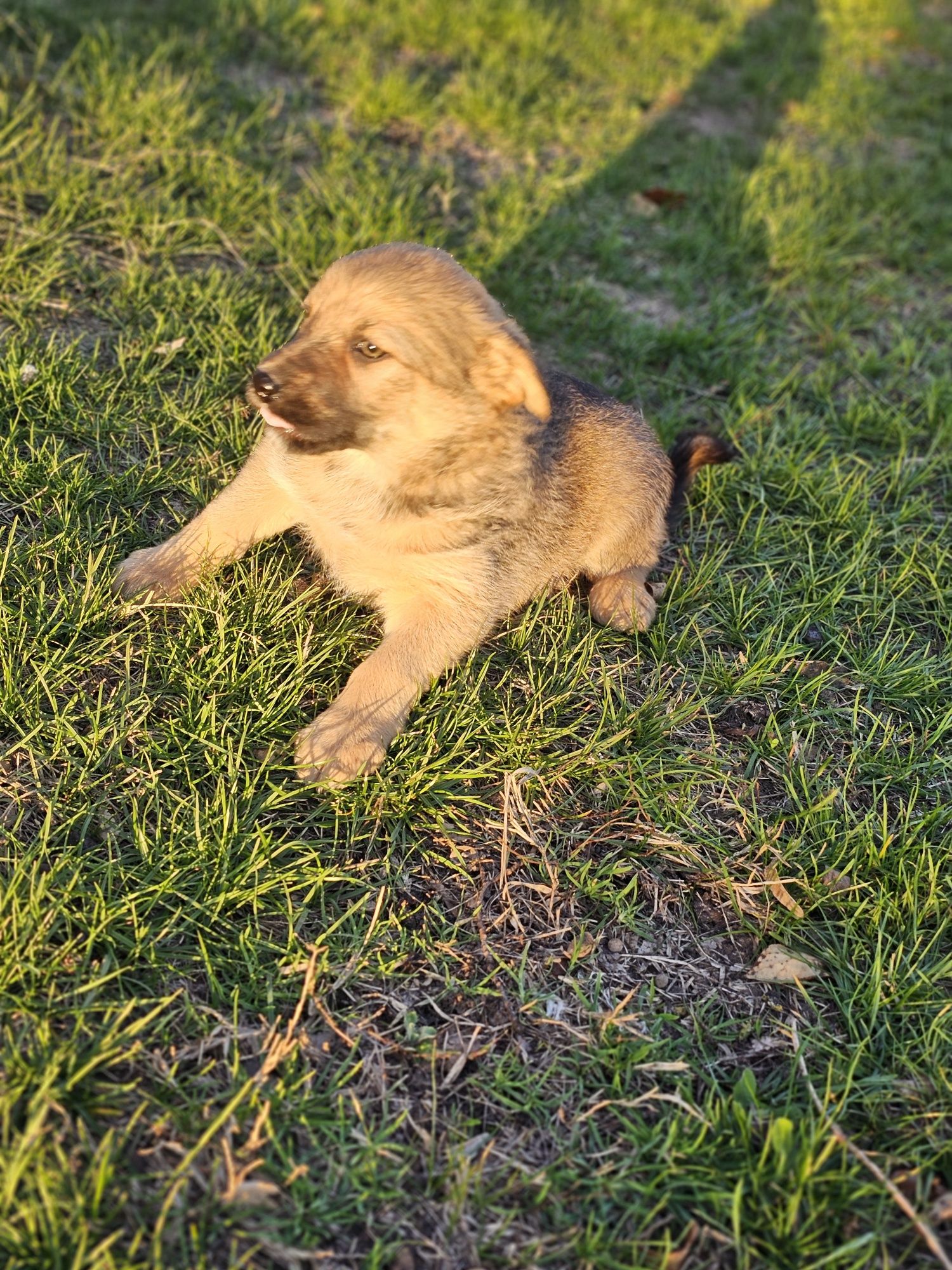 Ofer spre adopție