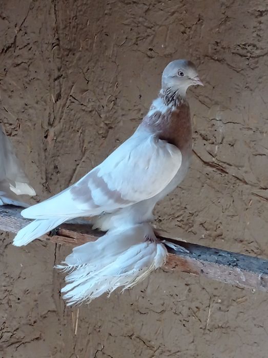 Продаются молодые голуби