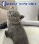 Pui băieței British Shorthair crescător ORADEA