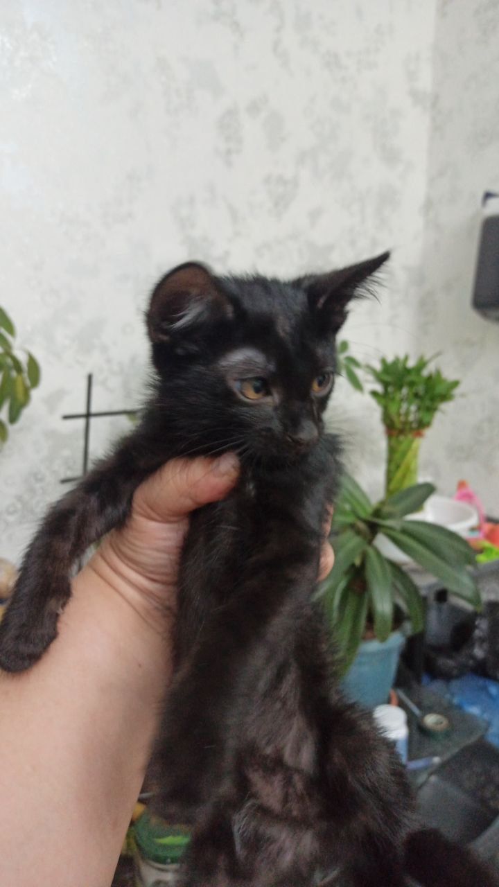 Игривые котятки в хорошие руки