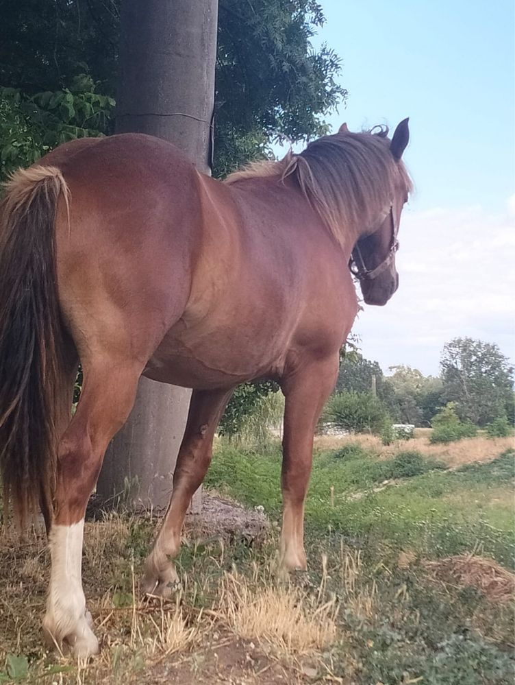vând mânză cuminte