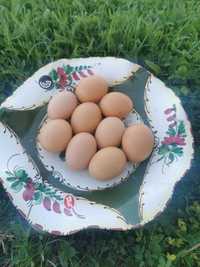 Vând oua de incubat
