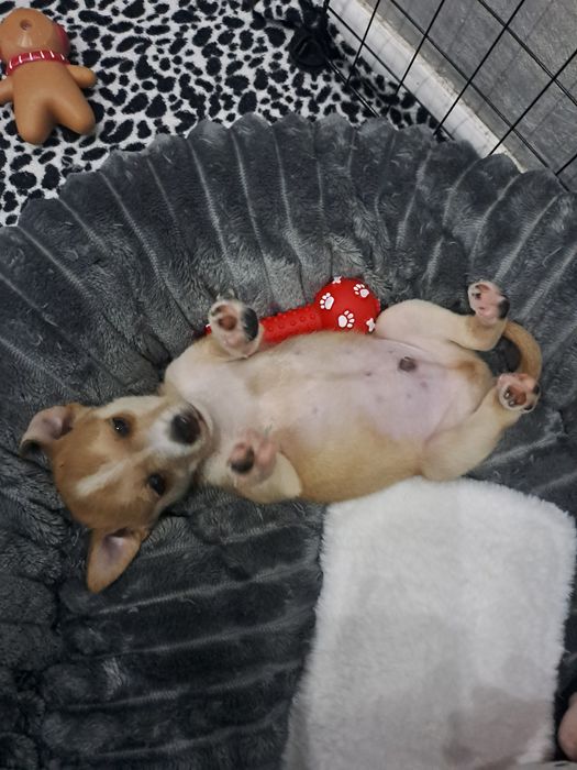 Подарявам малко куче