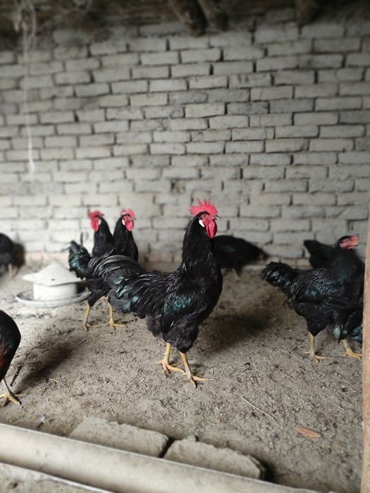 Qara shahzoda tovuq va Xoʻzrozlari sotiladi. 100 ming tovuq 150 ming X