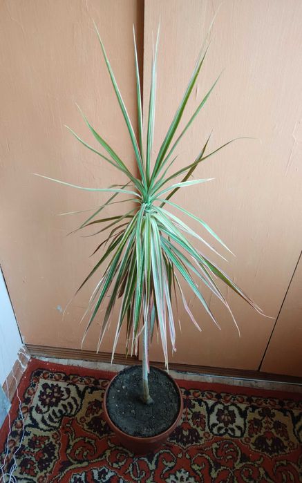 Цветок Драцена красная