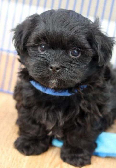 Bichon havanez  băiețel  750 lei