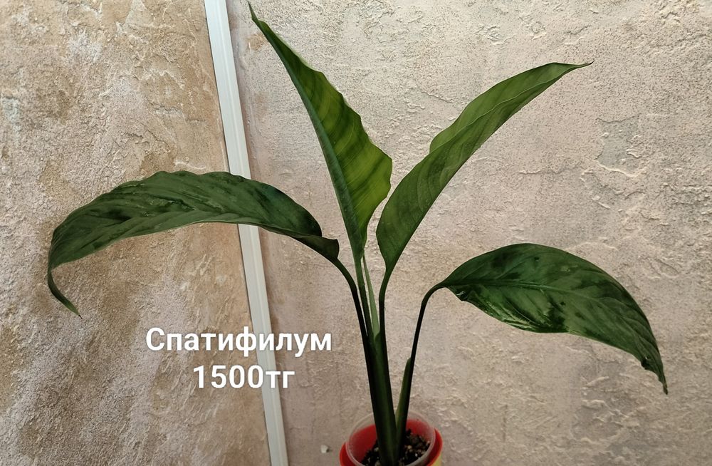 Цветы.                .